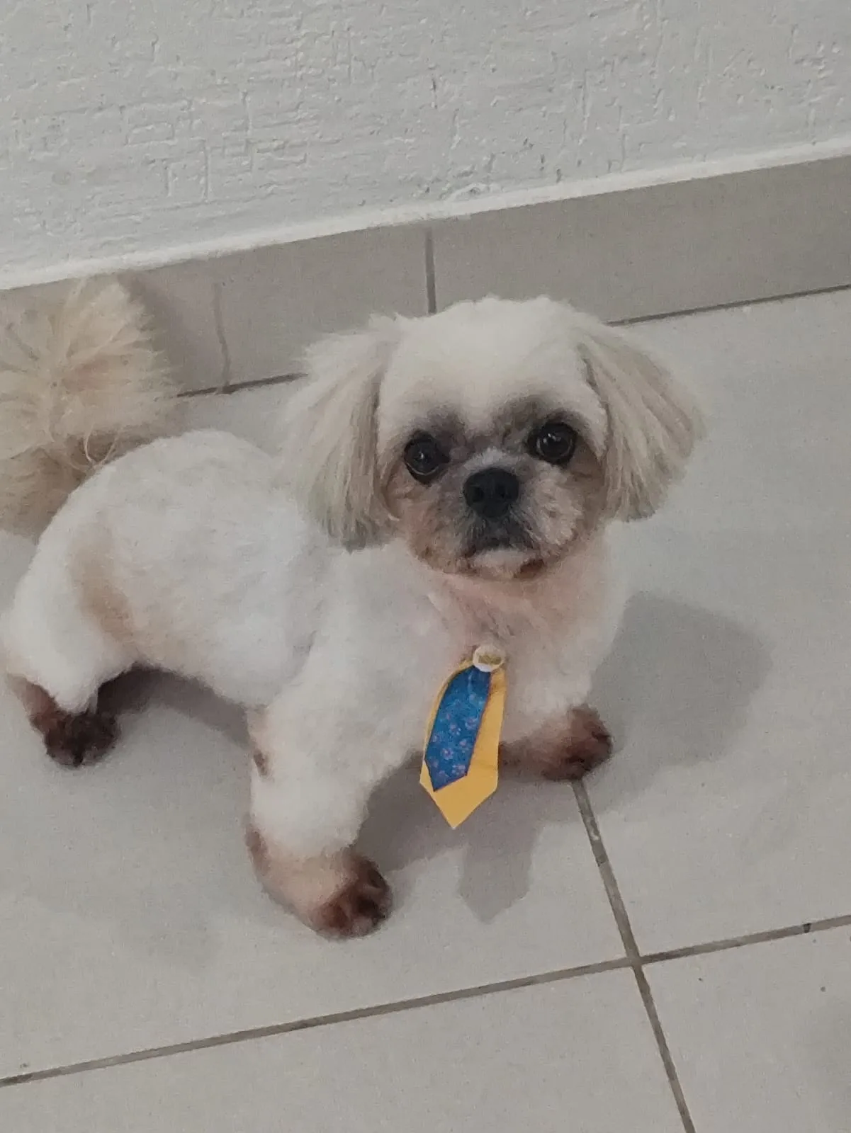 Spike. Banho tomado e pronto pra se sujar de novo.